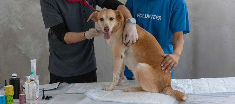 Dog in Vet Appointment