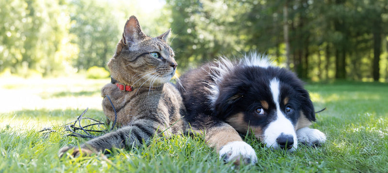 Protecting Your Pets with Corrugated Wire Loom Tubing